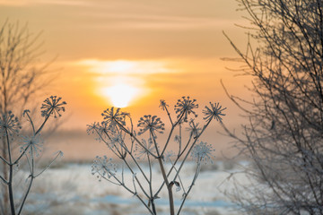 Fototapeta na wymiar Wild flower covered with hoarfrost in January