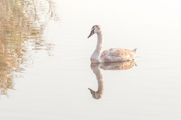 Swan, graceful bird on the water surface of the lake.