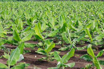 indian  banana field