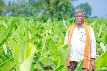 Fototapeta premium indian farmer at banana field