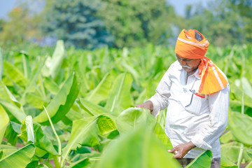 indian farmer at banana field