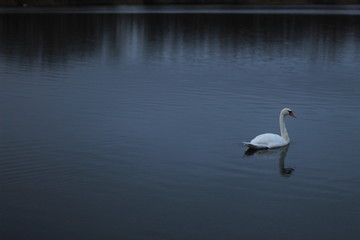 The swan at the lake 