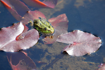 Wasserfrosch