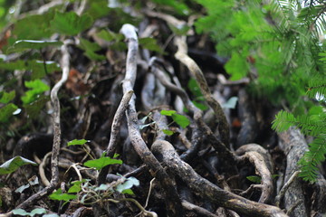 The liana on the oak 