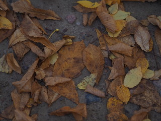 Autumn leaves lying on the grass in park