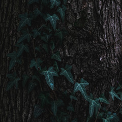 Ivy crawling on the tree