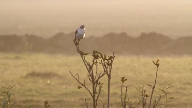 Black winged kite on a branch in hula valley Israel 