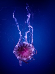 Jellyfish swimming