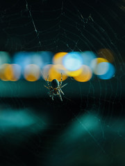 Spider on a web with blurry background