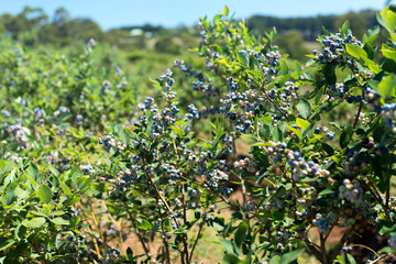Fototapeta na wymiar Blueberry bush with ripening berries