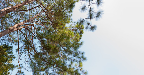 Close up Kesiya Pine tree branch at top mountain with blue sky background