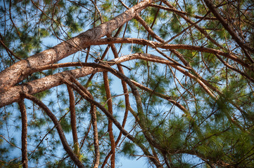 Close up Kesiya Pine tree branch at top mountain with blue sky background