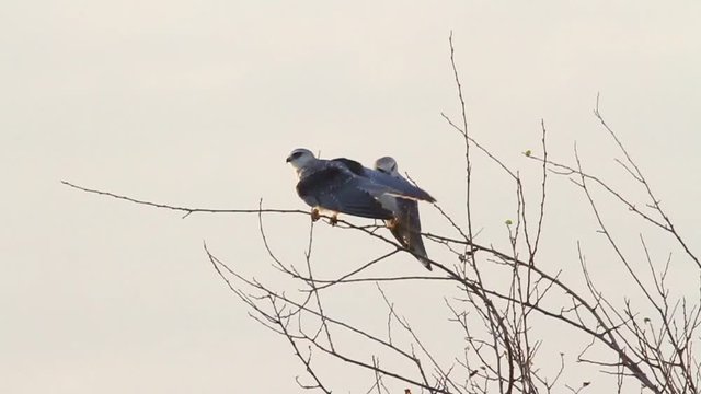 Black winged kite on a branch in hula valley Israel 