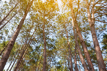 Close up Kesiya Pine tree branch at top mountain with blue sky background