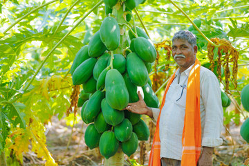 young indian farmer at papaya field