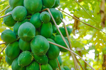 indian farming papaya field