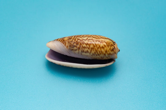 conch shell on a blue background