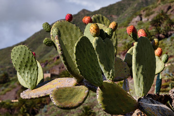 Cacti bloom in the mountains.
