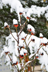 red berries in the snow