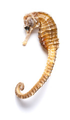 dry seahorse as Chinese medicine on white