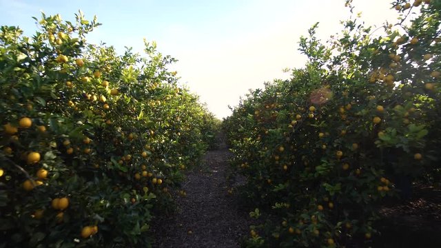 Walk in between Lemon tree plantation. Lemons growing hanging, Branches with ripe lemons. Beautiful sunny day