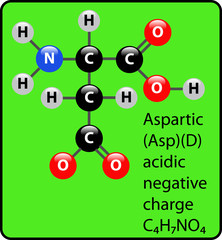 Aspartic Amino Acid Molecule Ball and Stick Structure