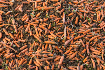 Karotten liegen auf einem Acker