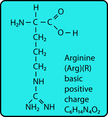 Amino Acid Molecule Skeletal Structure