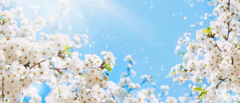 Aufkleber branches of blossoming cherry macro with soft focus on gentle light blue sky background in sunlight 