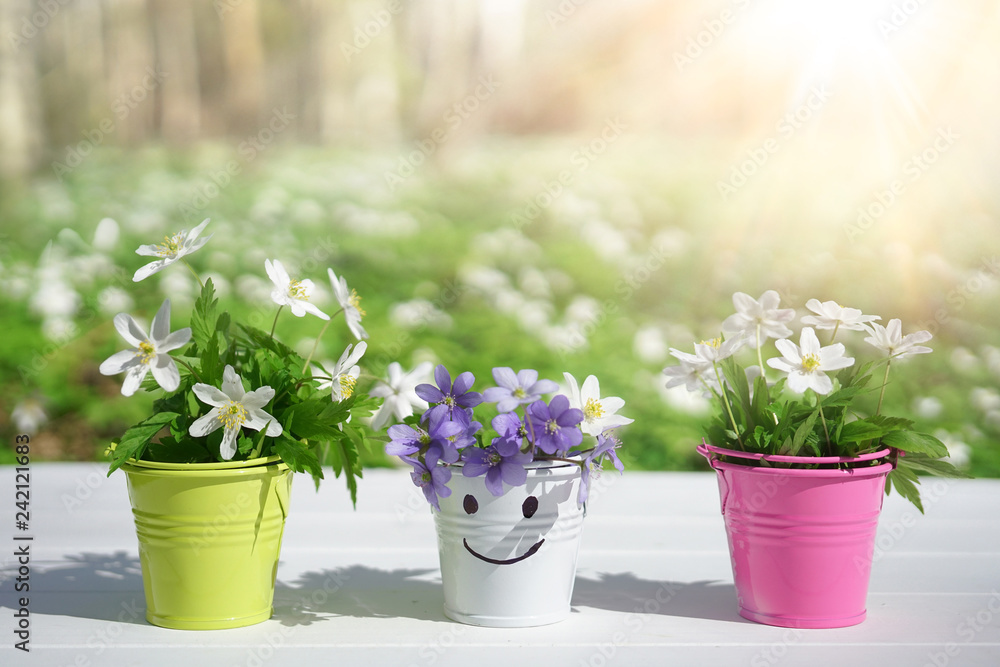 Poster spring fresh flowers of anemone in color vases in buckets with smale on a white wooden table against