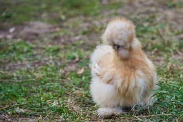 Cute Chicken Walk On Glass.