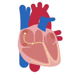 heart, electrical signals