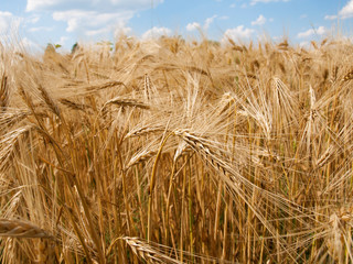 Fototapeta na wymiar Wheat field against a blue sky