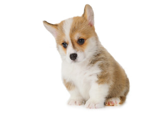 Obraz premium Little Welsh Corgi puppy isolated on white background