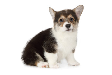 Purebred Welsh Corgi puppy isolated on white