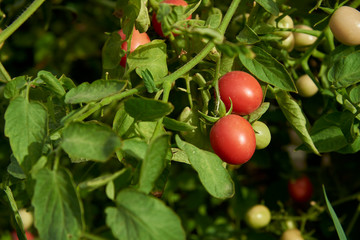 Organic Tomatos