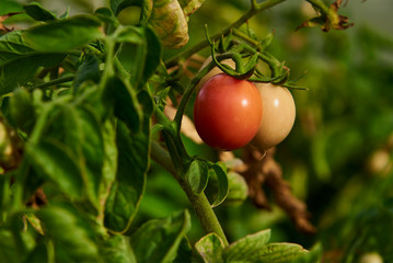 Organic Tomatos