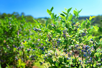 Blueberry plants with berries closeup