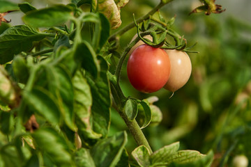 Organic Tomatos