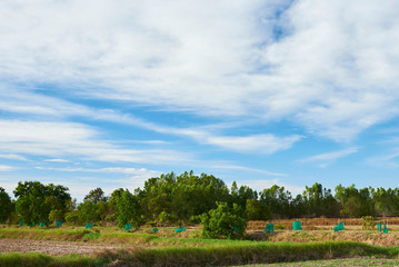 Countryside with Walkway In Harvested Field