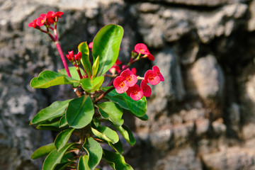 Red flowers bloom in the mountains.