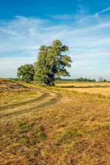 Solitary trees in yellowed grass