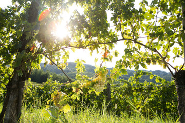 Fototapeta na wymiar Fresh ripe grapes in autumn sun