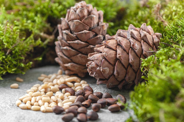 Pine cones, nuts and natural moss on a gray concrete background.