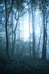 Mystical autumn forest with trail in blue fog. Beautiful landscape with trees, path, fog. Nature background. Foggy forest