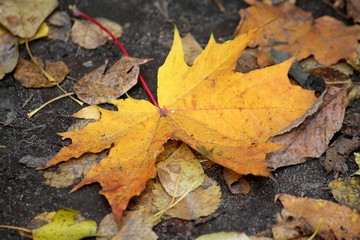 Autumn leaves