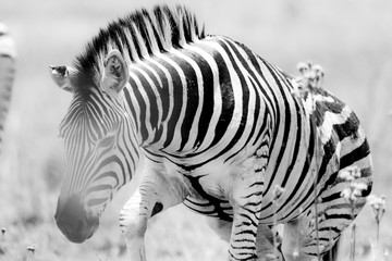 Fototapeta na wymiar Zebra in natural habitat Getting up in Black and white