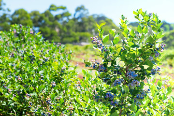 Blueberry bush with ripening berries
