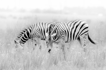 Fototapeta na wymiar Zebras Grazing in Black and White