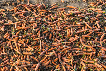 Karotten liegen auf einem Acker